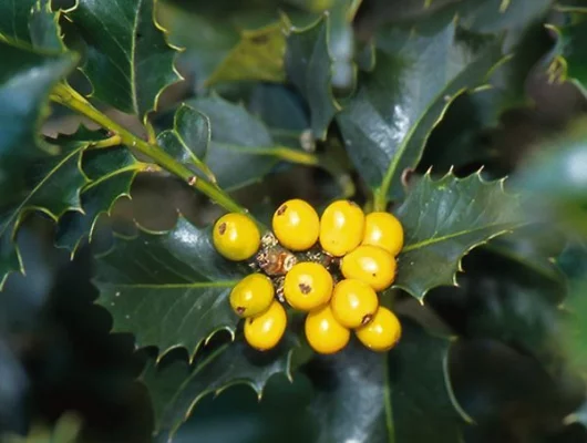 ILEX aquifolium 'Bacciflava' - Houx commun à baies jaunes 'Bacciflava'