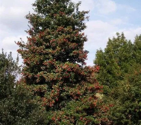 ILEX aquifolium 'Pyramidalis' - Houx commun pyramidale 'Pyramidalis'