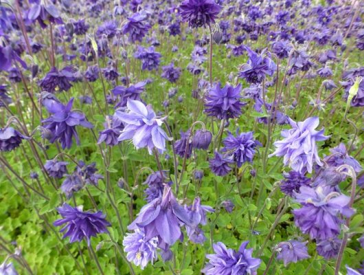 AQUILEGIA vulgaris 'Blue Barlow' - Ancolie des jardins