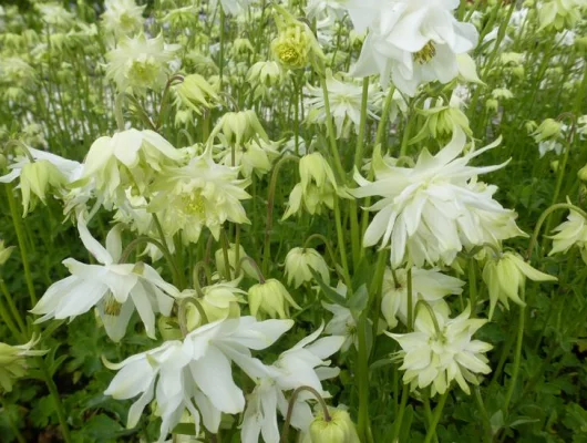 AQUILEGIA vulgaris 'White Barlow'