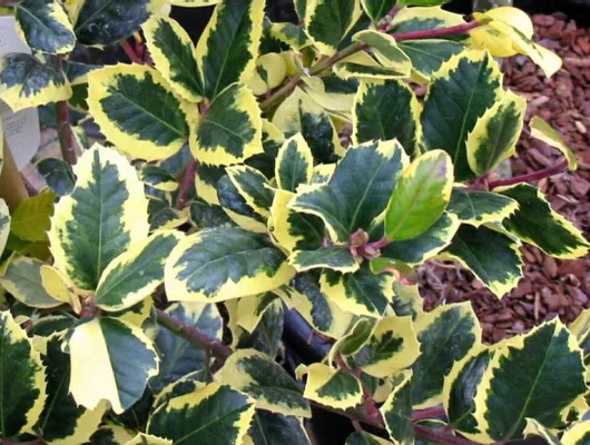 ILEX altaclerensis 'Golden King' - Houx 'Golden King'