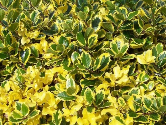 ILEX aquifolium 'Golden Van Tol' - Houx 'Golden van Tol'