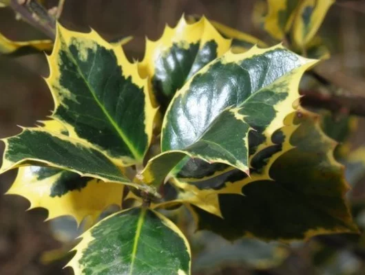 ILEX aquifolium 'Aureomarginata' - Houx 'Aureomarginata'