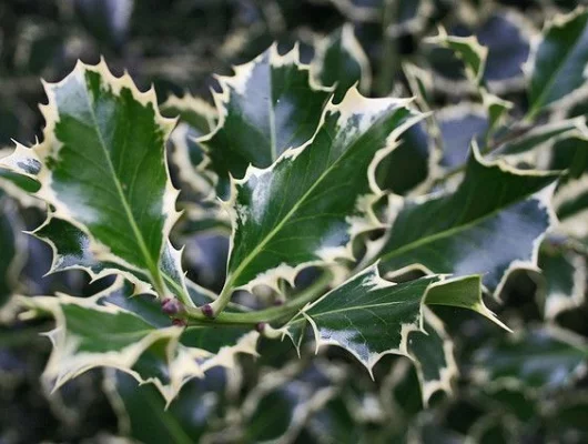 ILEX aquifolium 'Silver Queen' - Houx commun 'Silver Queen'