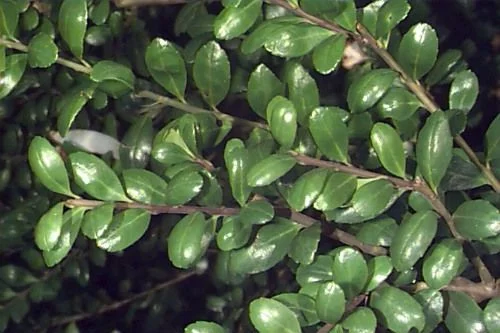 ILEX crenata 'Convexa' - Houx crenelé à feuilles convexes