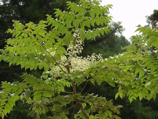 ARALIA elata - Angélique en arbre du Japon