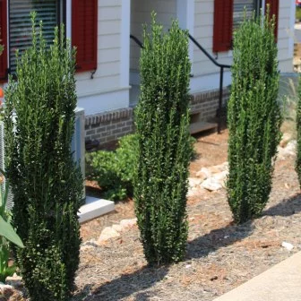 ILEX crenata 'Fastigiata' - Houx japonais fastigié.