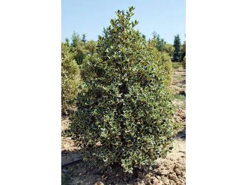 ILEX aquifolium 'Argenteomarginata' - Houx 'Argentomarginata'