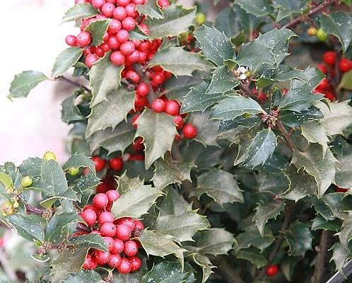 ILEX meserveae 'Blue Angel' - Houx américain 'Blue Angel'