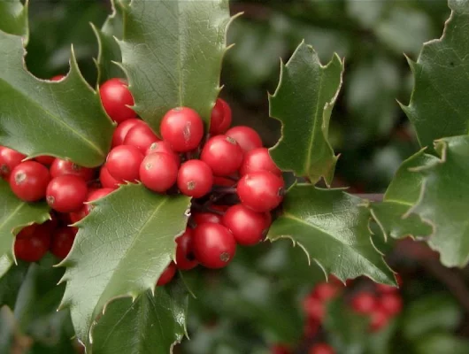 ILEX meserveae 'Blue Princess' - Houx américain 'Blue Princess'.
