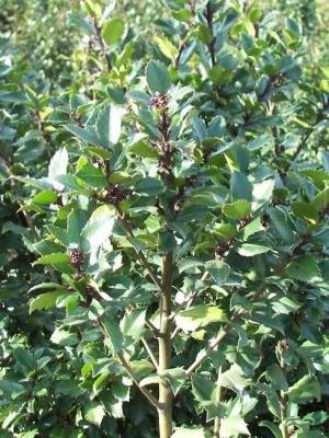ILEX meserveae 'Blue Prince' - Houx américain 'Blue Prince'