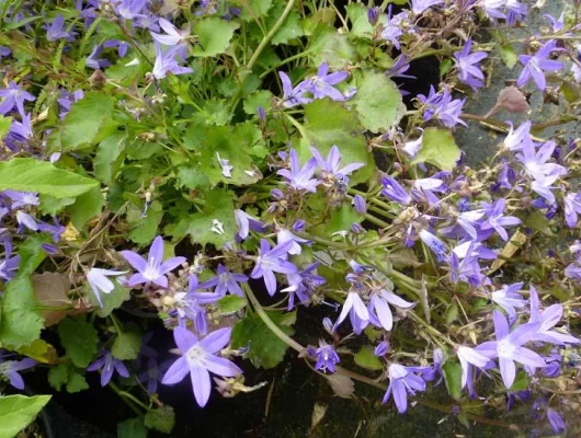 CAMPANULA poscharskyana 'Blauranke' - Campanule