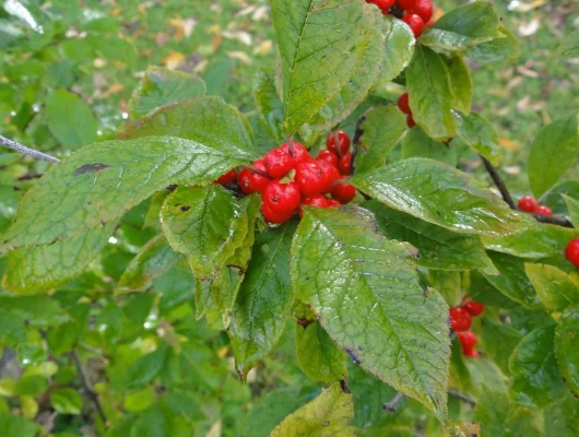 ILEX verticillata - Houx verticillé