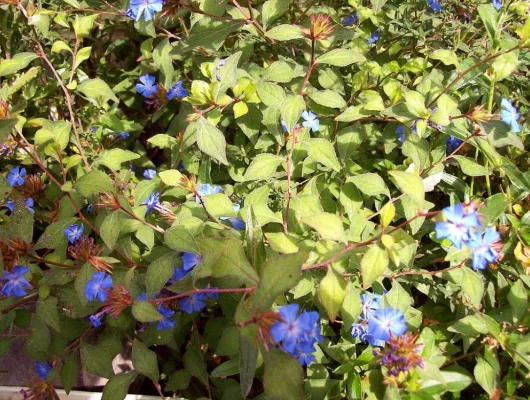 CERATOSTIGMA griffithii - Plumbago de L'himalaya