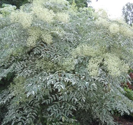 ARALIA elata 'Siler Umbrella' - Angélique en Arbre panaché