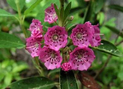 KALMIA angustifolia 'Rubra' - Laurier américain, kalmia à feuilles étroites 'Rubra'