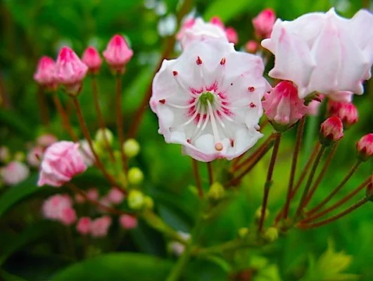 KALMIA latifolia - Laurier américain, kalmia à feuilles larges