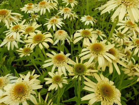 ECHINACEA purpurea 'Secret Joy'®' - Echinacée