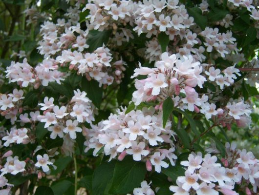 KOLKWITZIA amabilis 'Pink Cloud' - Buisson de beauté