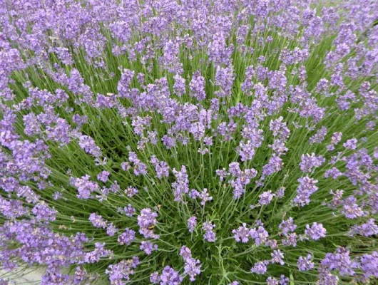 LAVANDULA angustifolia 'Munstead'