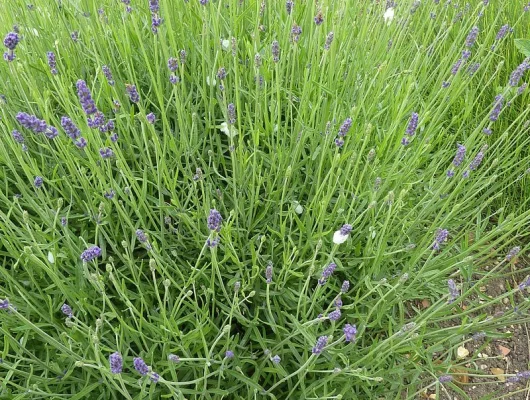 LAVANDULA angustifolia 'Hidcote'