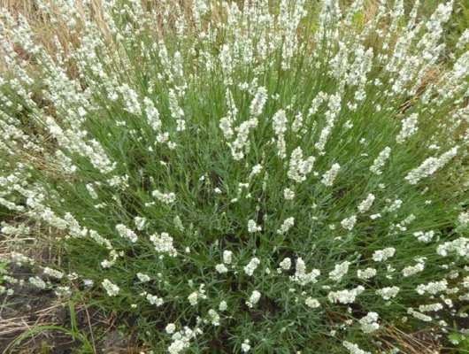 LAVANDULA angustifolia 'Alba'