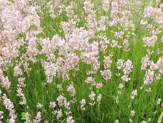 LAVANDULA angustifolia 'Rosea'