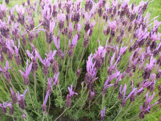 LAVANDULA stoechas 'Papillon'