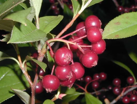 ARONIA arbutifolia - Aronie à feuilles d'arbousier