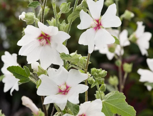 LAVATERA 'Barnsley' - Lavatère maritime 'Barnsley'