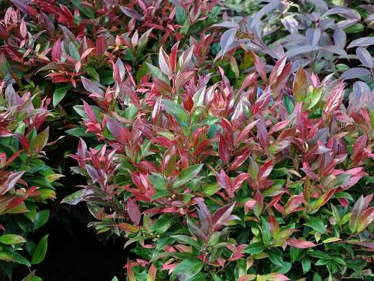 LEUCOTHOE fontanesiana 'Zeblid' - Arbuste nain au feuillage persistant