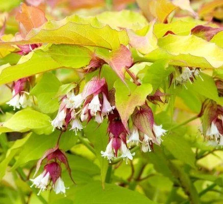 LEYCESTERIA formosa 'Golden Lanterns' - Arbre aux faisans doré 'Golden Lanterns'