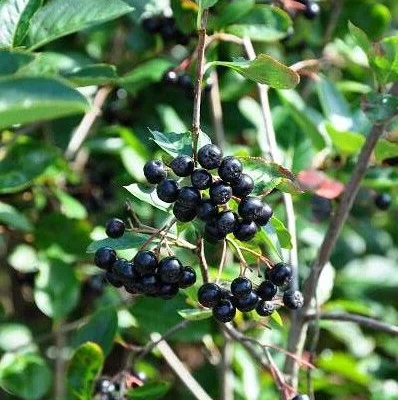 ARONIA melanocarpa - Aronie à fruits noirs