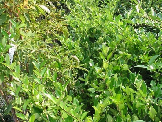 LIGUSTRUM lucidum - Troème du Japon