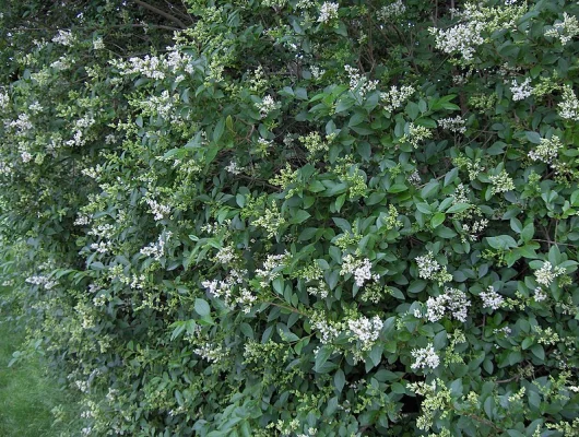 LIGUSTRUM ovalifolium - Troène de Californie