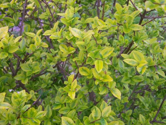 LIGUSTRUM ovalifolium 'Aureum' - Troène doré, plantes de haie
