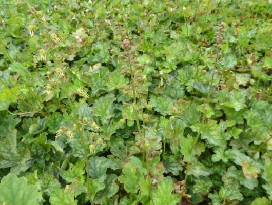 HEUCHERA americana 'Dale Strain' - Heuchère