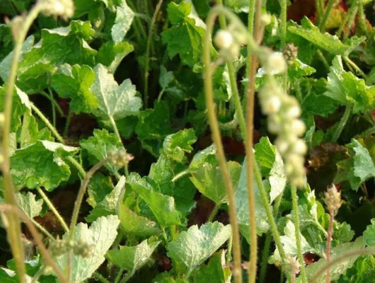 HEUCHERA brizoides 'Green Ivory' - Heuchère