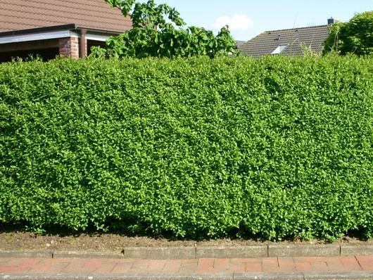 LIGUSTRUM vulgare 'Atrovirens' - Troène d'Europe Atrovirens