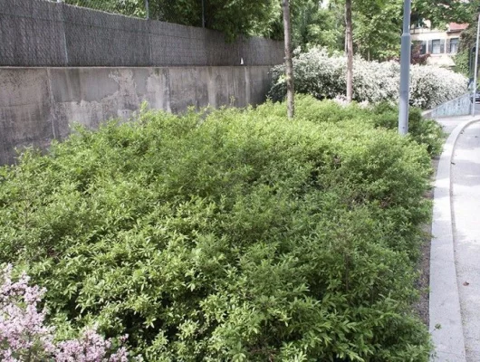 LIGUSTRUM vulgare 'Lodense' - Troène d'Europe tapissant 'Lodense'