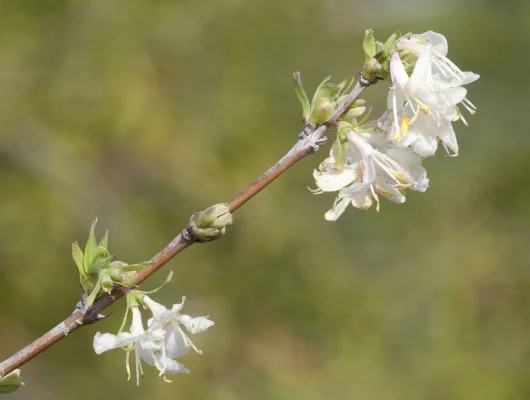 LONICERA fragrantissima - Chèvrefeuille d'hiver parfumé