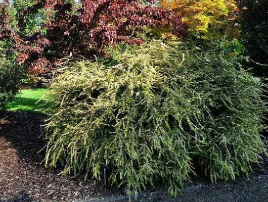 LONICERA nitida 'Baggesen's Gold' - Chèvrefeuille arbustif à feuilles dorées 'Baggessen's Gold'.