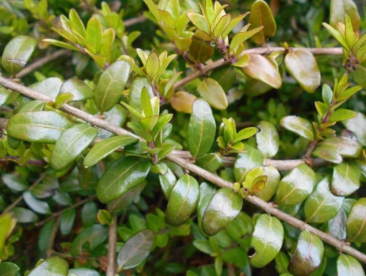 LONICERA pileata - Chévrefeuilles à cupule