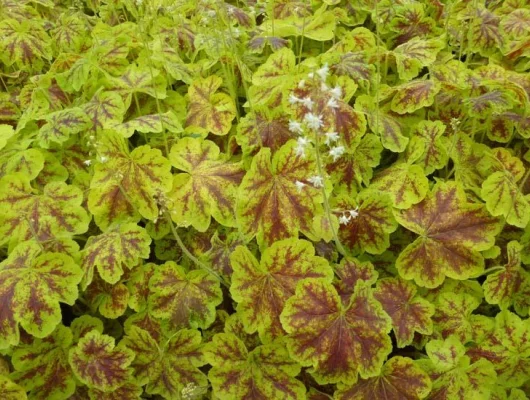 HEUCHERELLA 'Solar Eclipse'®