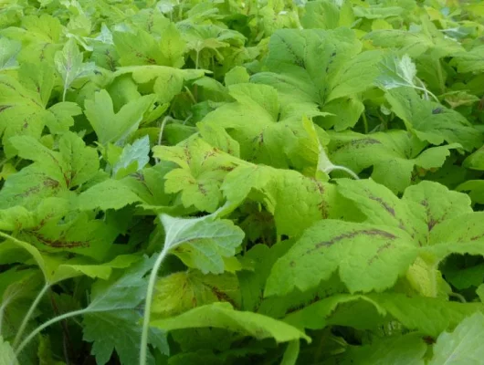 HEUCHERELLA 'Sunrise Falls'