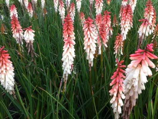 KNIPHOFIA 'Orange Vanilla Popsicle' - Tritome, Tison de Satan