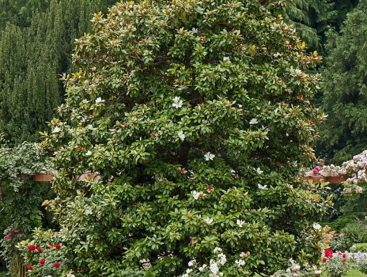 MAGNOLIA grandiflora 'Galissoniensis' - Magnolia à grandes fleurs 'Galissoniensis'