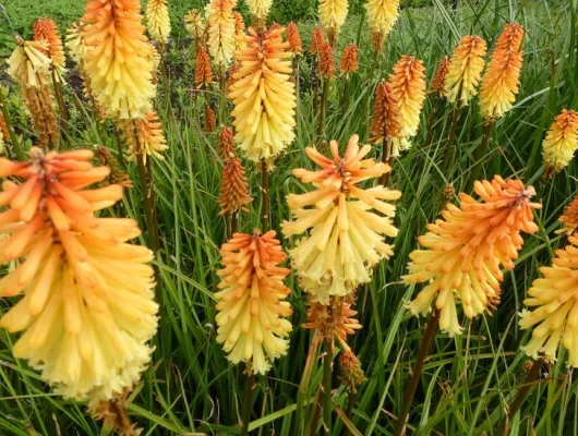 KNIPHOFIA 'Tawney King' - Tritome