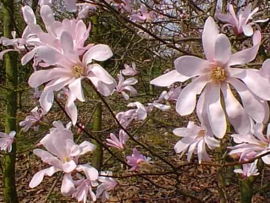 MAGNOLIA loebneri 'Leonard Messel' - Magnolia à fleurs rose Leonard Messel