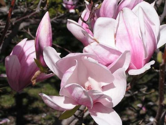 MAGNOLIA soulangeana - Magnolia de Soulange